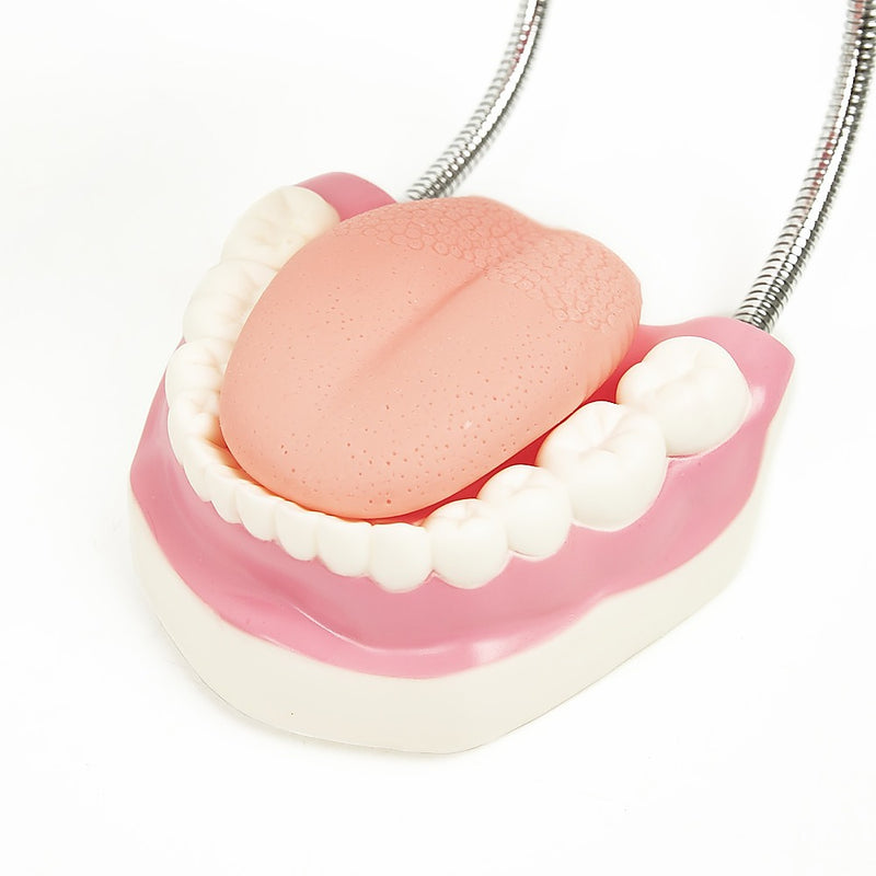 Dental Tooth Brushing Model Teeth Care